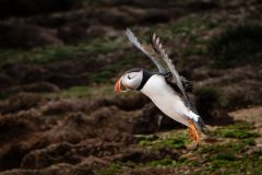Atlantic Puffin Landing