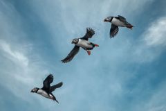 Atlantic Puffin in Fly
