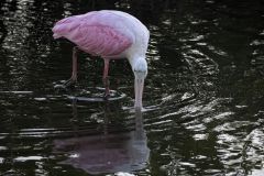 Platalea Ajaja