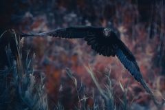 Juvenile Turkey Vulture