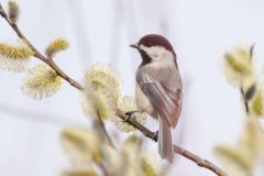 Black Capped Chickadee
