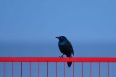 Grackle on Fence