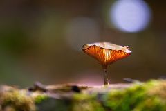 Forest Mushroom