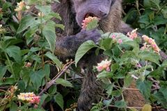 Baboon Lunch