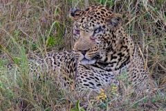 Leopard Battle Scars