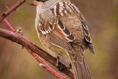 Hite-Crowned Sparrow