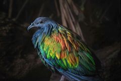 Nicobar Pigeon Portrait