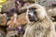 Olive Baboon Kenya