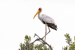 Yellow Billed Stork