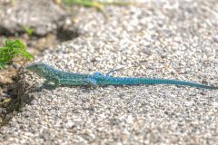 Whip Tail