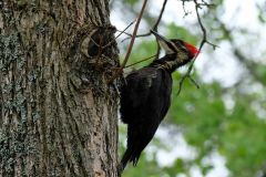 Woodpecker