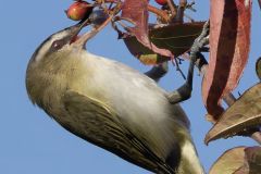 Red-Eyed Vireo and the Ripe Berry