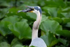 Great Blue Herron with Bullhead