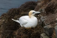 Northern Gannet on Nest