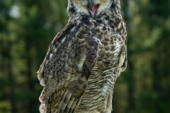 Great Horned Owl