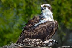 Mom's Watchful Eye, Osprey with Chick