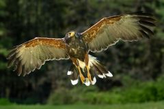 White-Tailed Hawk Landing