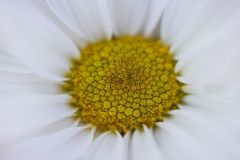 Heart of Yellow