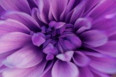 Purple Petals