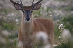 Buck in Morning Light