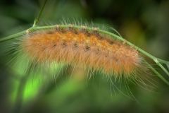 Life on a Green Thread