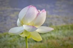 Dewy Lotus