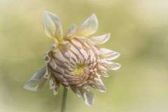 Dahlia Up Close