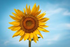 Where the Sun Pauses