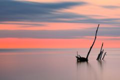 Submerged Tree in Lake Ontario