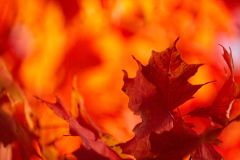 Maple Leaves Dance in an Explosion of Colour