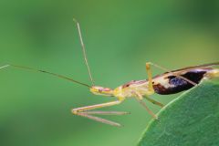 Leafhopper Assassin Bug
