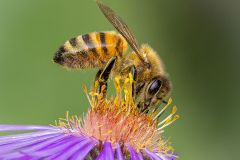 Honey Bee Gathering Nectar